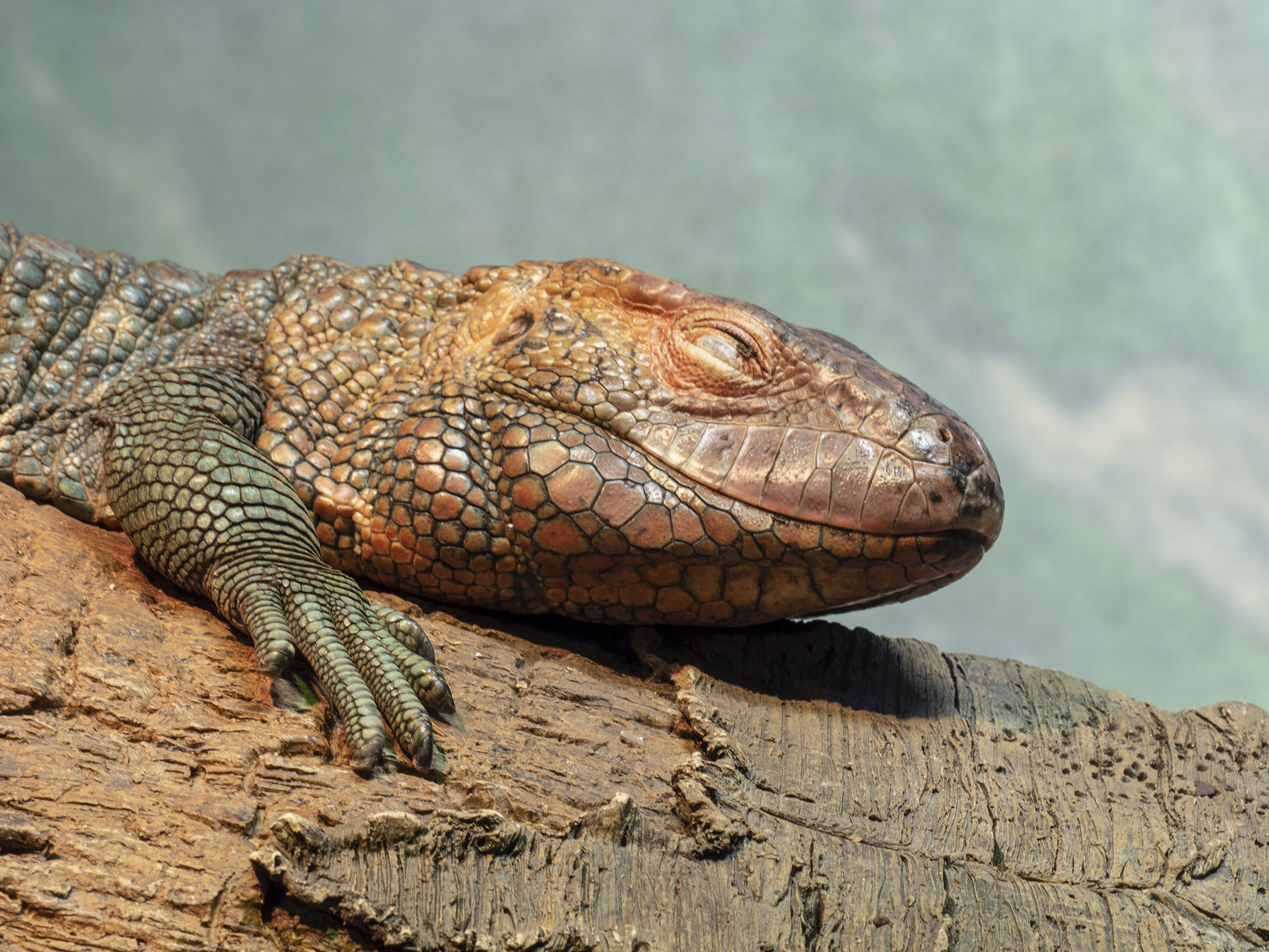 Gila Monster